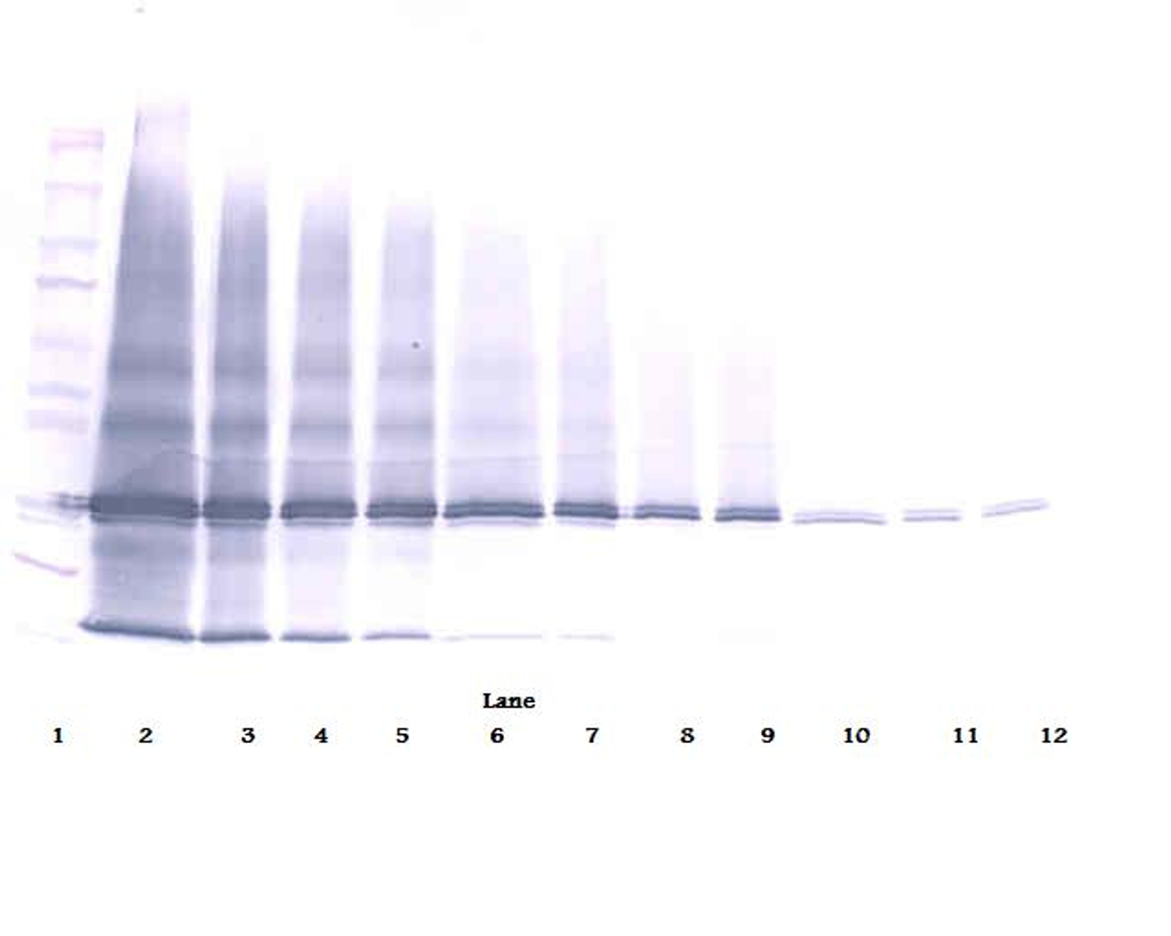 To detect Human IL-17E by Western Blot analysis this antibody can be used at a concentration of 0.1 - 0.2 ug/ml. When used in conjunction with compatible secondary reagents the detection limit for recombinant Human IL-17E is 1.5 - 3.0 ng/lane, under either reducing or non-reducing conditions.
