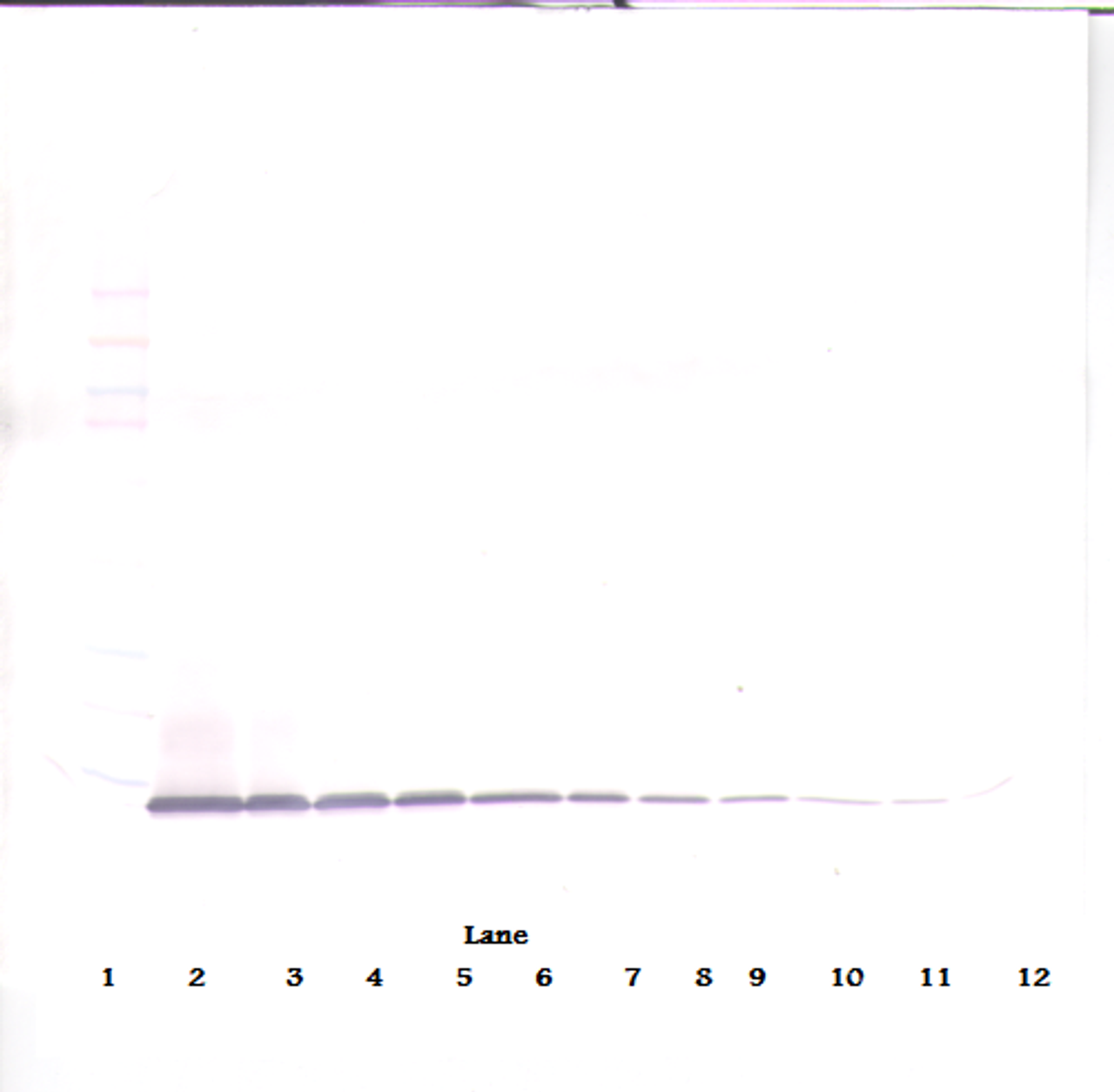 To detect mIP-10 by Western Blot analysis this antibody can be used at a concentration of 0.1-0.2 ug/ml. Used in conjunction with compatible secondary reagents the detection limit for recombinant mIP-10 is 1.5-3.0 ng/lane, under either reducing or non-reducing conditions.