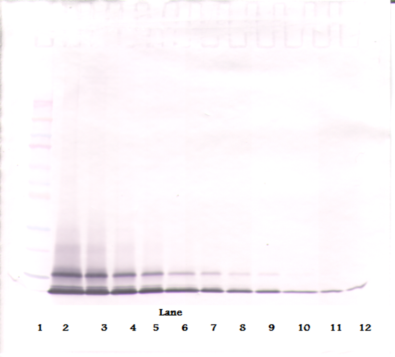 To detect mKC by Western Blot analysis this antibody can be used at a concentration of 0.1-0.2 ug/ml. Used in conjunction with compatible secondary reagents the detection limit for recombinant mKC is 1.5-3.0 ng/lane, under either reducing or non-reducing conditions.