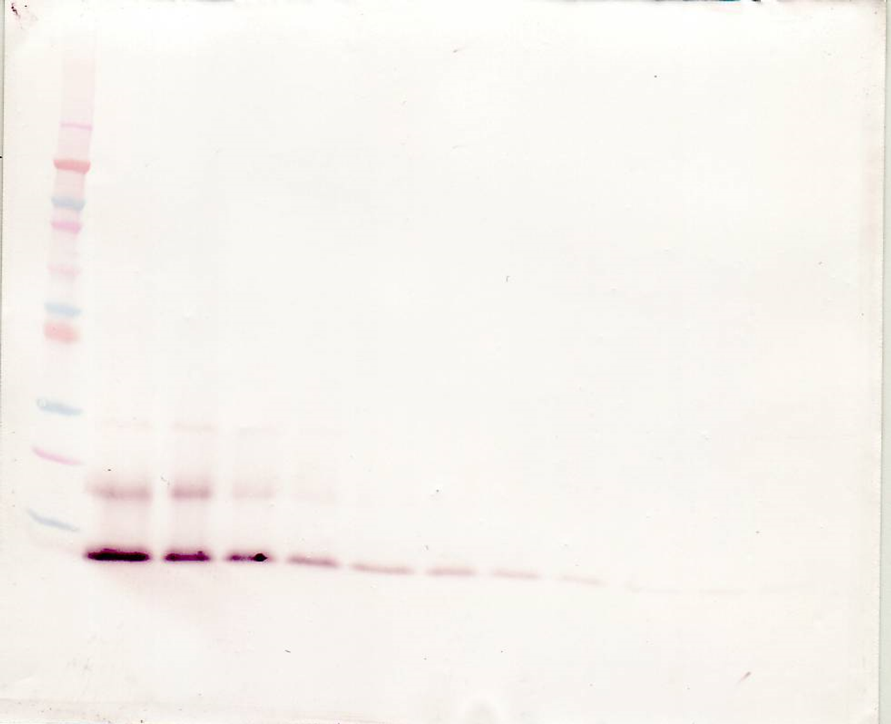 To detect hMCP-4 by Western Blot analysis this antibody can be used at a concentration of 0.1 - 0.2 ug/ml. Used in conjunction with compatible secondary reagents the detection limit for recombinant hMCP-4 is 1.5 - 3.0 ng/lane, under either reducing or non-reducing conditions.