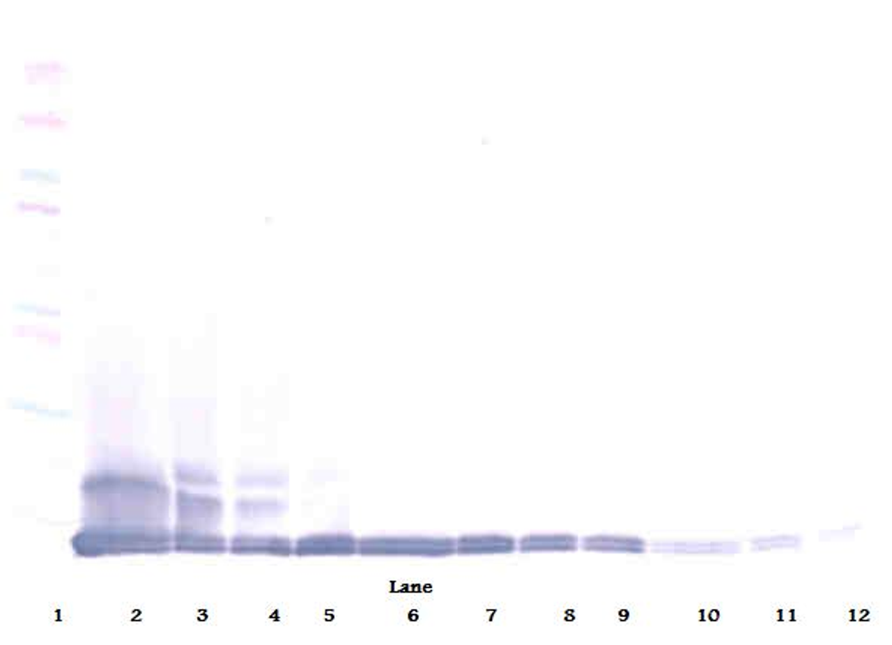 To detect mMCP-5 by Western Blot analysis this antibody can be used at a concentration of 0.1-0.2 ug/ml. Used in conjunction with compatible secondary reagents the detection limit for recombinant mMCP-5 is 1.5-3.0 ng/lane, under either reducing or non-reducing conditions.