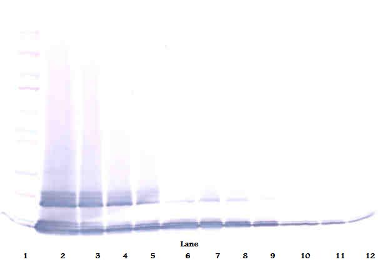 To detect mMCP-5 by Western Blot analysis this antibody can be used at a concentration of 0.1 - 0.2 ug/ml. Used in conjunction with compatible secondary reagents the detection limit for recombinant mMCP-5 is 1.5 - 3.0 ng/lane, under either reducing or non-reducing conditions.