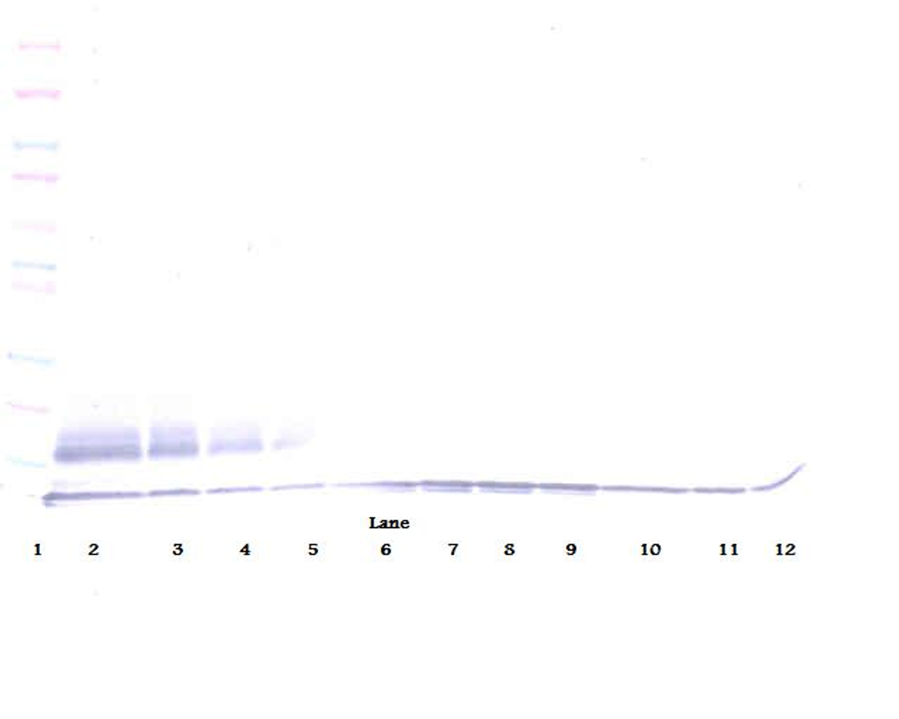 To detect hMDC by Western Blot analysis this antibody can be used at a concentration of 0.1- 0.2 ug/ml. Used in conjunction with compatible secondary reagents the detection limit for recombinant hMDC is 1.5-3.0 ng/lane, under either reducing or non-reducing conditions.