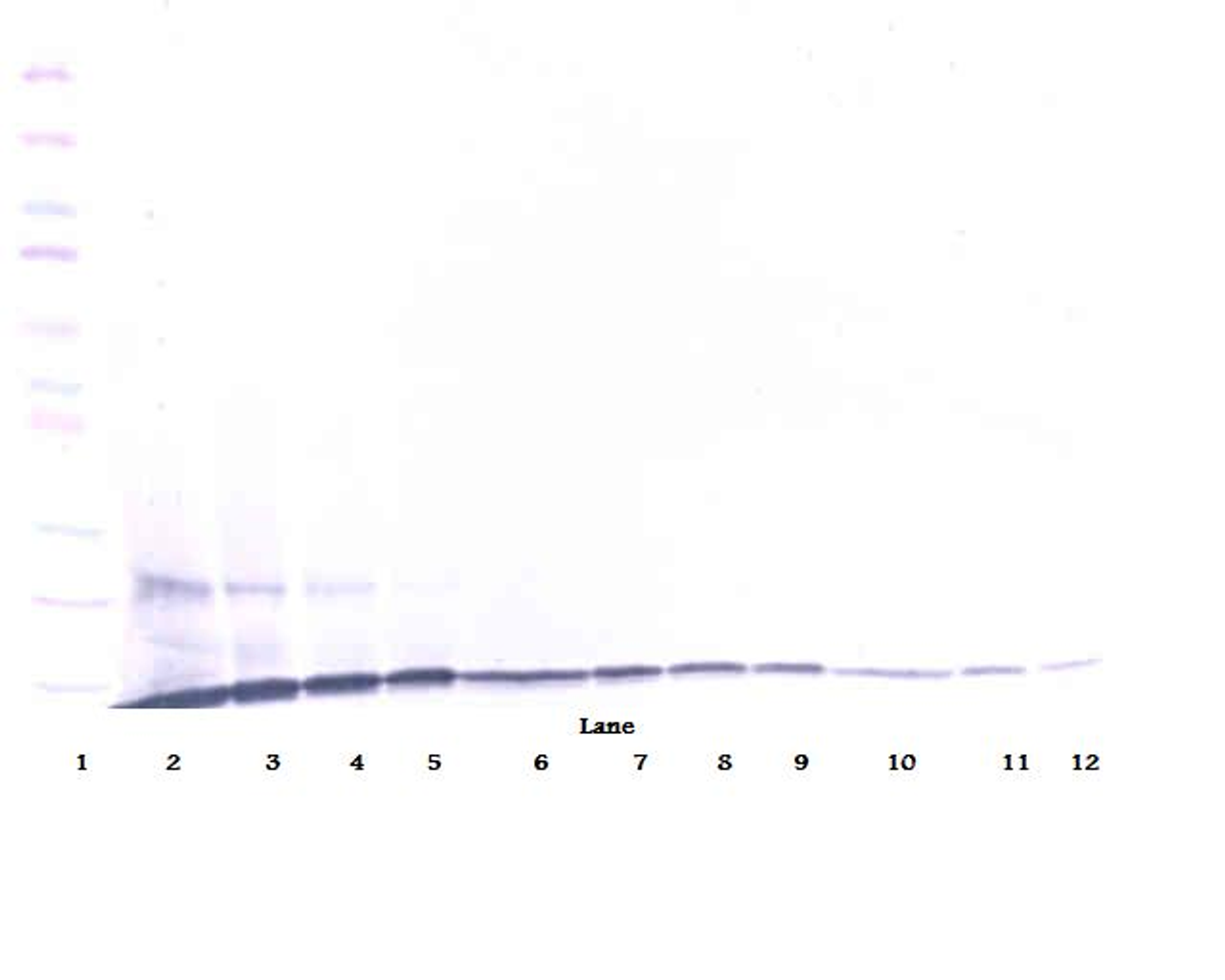 To detect hMIP-3 by Western Blot analysis this antibody can be used at a concentration of 0.1-0.2 ug/ml. Used in conjunction with compatible secondary reagents the detection limit for recombinant hMIP-3 is 1.5-3.0 ng/lane, under either reducing or non-reducing conditions.