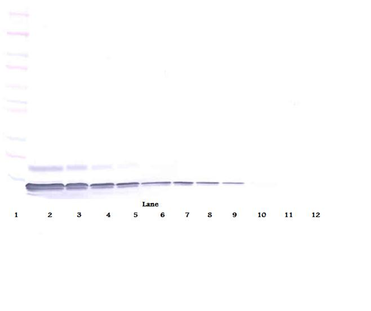 To detect Human SDF-1-alpha by Western Blot analysis this antibody can be used at a concentration of 0.1-0.2 ug/ml. When used in conjunction with compatible secondary reagents, the detection limit for recombinant Human SDF-1-alpha is 1.5-3.0 ng/lane, under either reducing or non-reducing conditions.