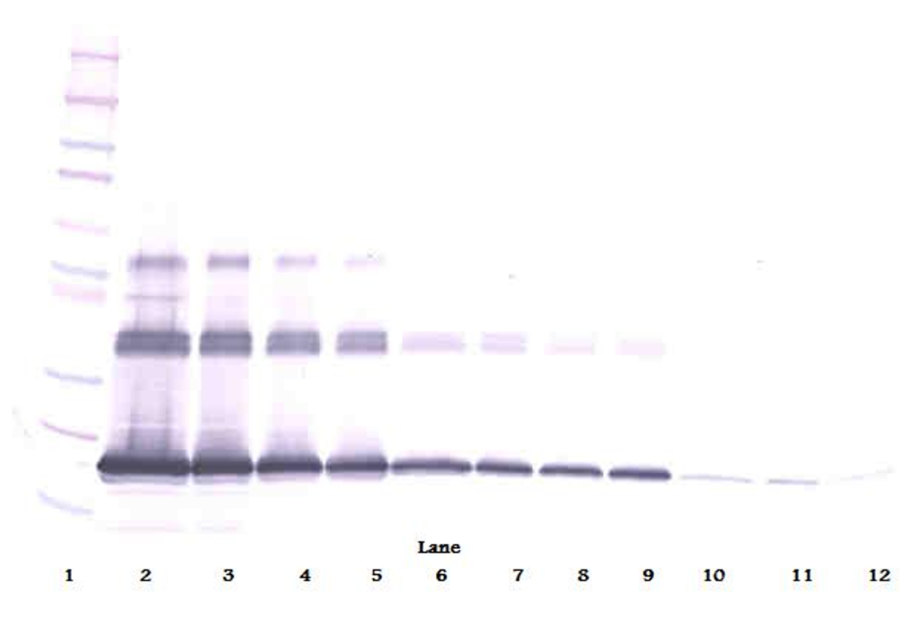 To detect msRANKL by Western Blot analysis this antibody can be used at a concentration of 0.1 - 0.2 ug/ml. Used in conjunction with compatible secondary reagents the detection limit for recombinant msRANKL is 1.5 - 3.0 ng/lane, under either reducing or non-reducing conditions.