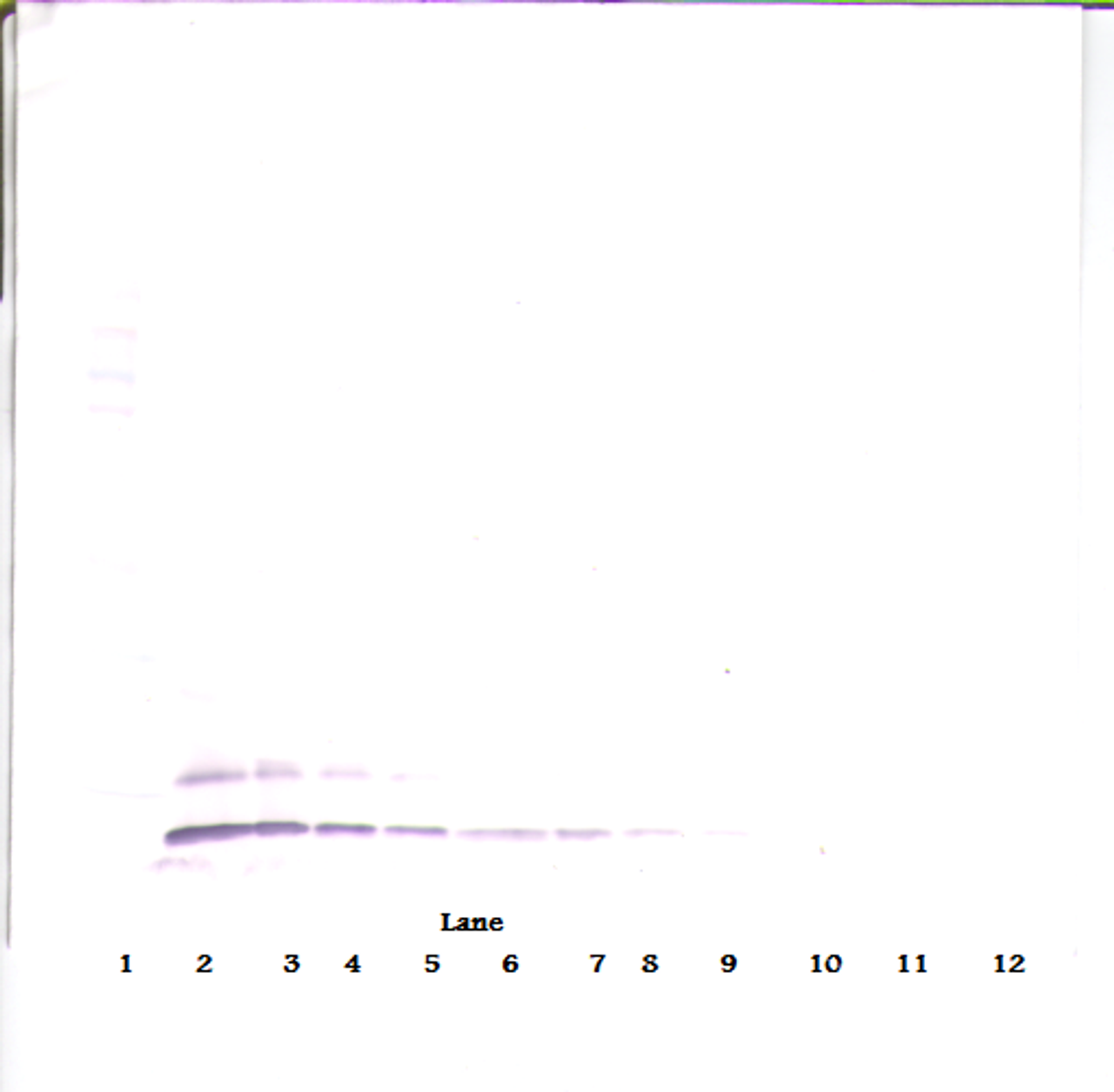 To detect hTARC by Western Blot analysis this antibody can be used at a concentration of 0.1-0.2 ug/ml. Used in conjunction with compatible secondary reagents the detection limit for recombinant hTARC is 1.5-3.0 ng/lane, under either reducing or non-reducing conditions.