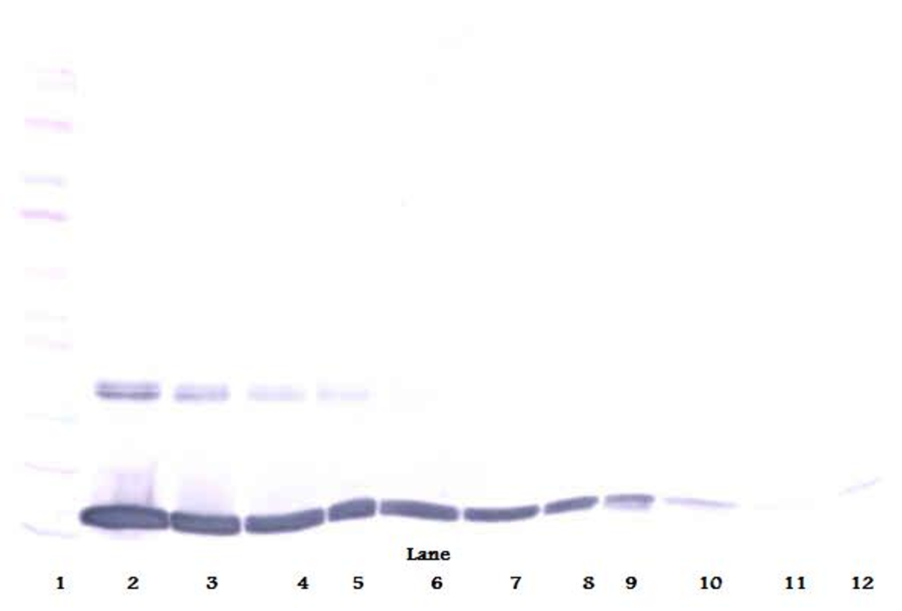 To detect Murine TNF-alpha by Western Blot analysis this antibody can be used at a concentration of 0.1-0.2 ug/ml. When used in conjunction with compatible secondary reagents, the detection limit for recombinant Murine TNF-alpha is 1.5-3.0 ng/lane, under either reducing or non-reducing conditions.