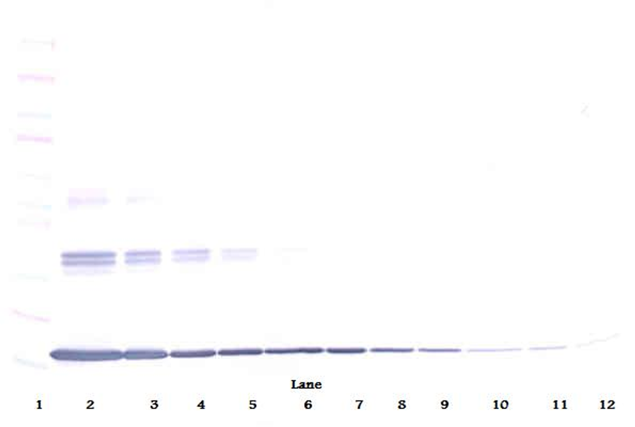 To detect Murine TNF-alpha by Western Blot analysis this antibody can be used at a concentration of 0.1 - 0.2 ug/ml. When used in conjunction with compatible secondary reagents the detection limit for recombinant Murine TNF-alpha is 1.5 - 3.0 ng/lane, under either reducing or non-reducing conditions.