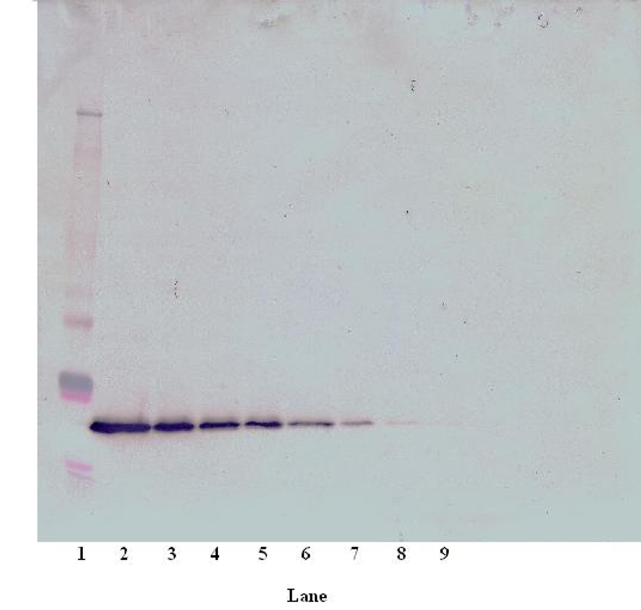 To detect hTPO by Western Blot analysis this antibody can be used at a concentration of 0.1-0.2 ug/ml. Used in conjunction with compatible secondary reagents the detection limit for recombinant hTPO is 1.5-3.0 ng/lane, under either reducing or non-reducing conditions.