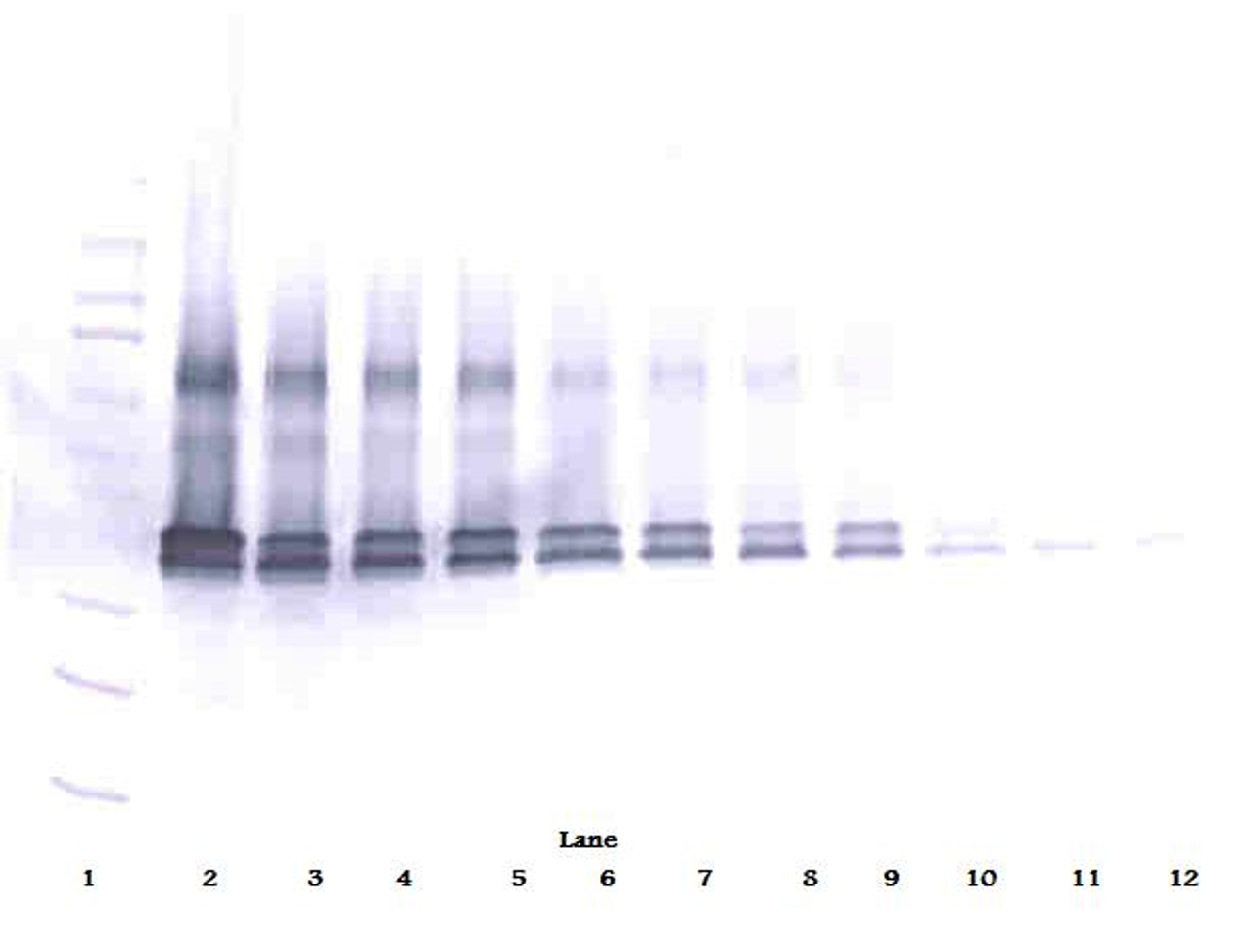To detect mVEGF by Western Blot analysis this antibody can be used at a concentration of 0.1-0.2 ug/ml. Used in conjunction with compatible secondary reagents the detection limit for recombinant mVEGF is 1.5-3.0 ng/lane, under either reducing or non-reducing conditions.
