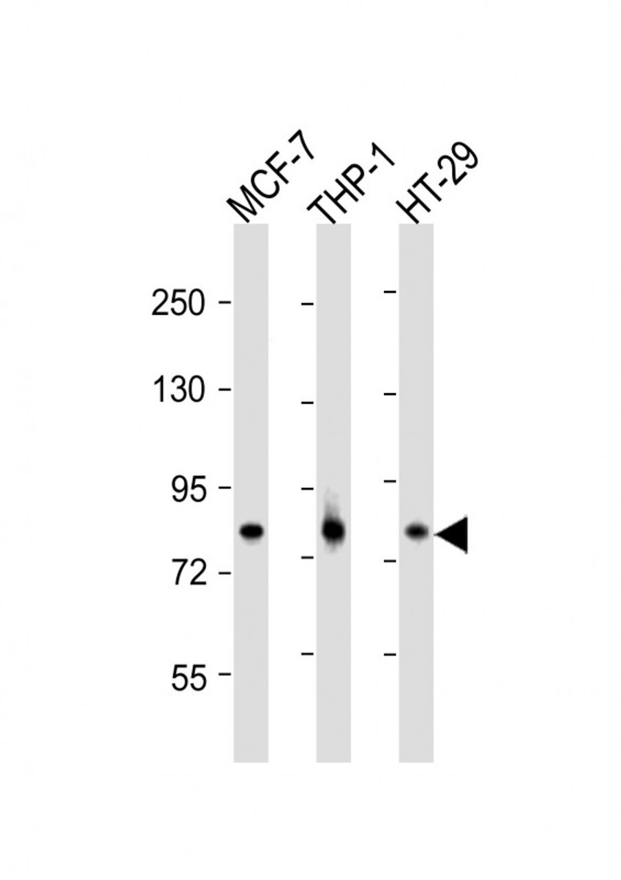 All lanes : Anti-IRAK1 Antibody at 1:2000 dilution Lane 1: MCF-7 whole cell lysates Lane 2: THP-1 whole cell lysates Lane 3: HT-29 whole cell lysates Lysates/proteins at 20 µg per lane. Secondary Goat Anti-Rabbit IgG, (H+L) , Peroxidase conjugated at 1/10000 dilution. Predicted band size : 77 kDa Blocking/Dilution buffer: 5% NFDM/TBST.