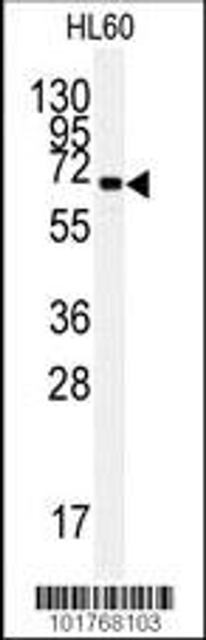 Western blot analysis of anti-HSPA5 Pab in HL60 cell line lysates (35ug/lane) .