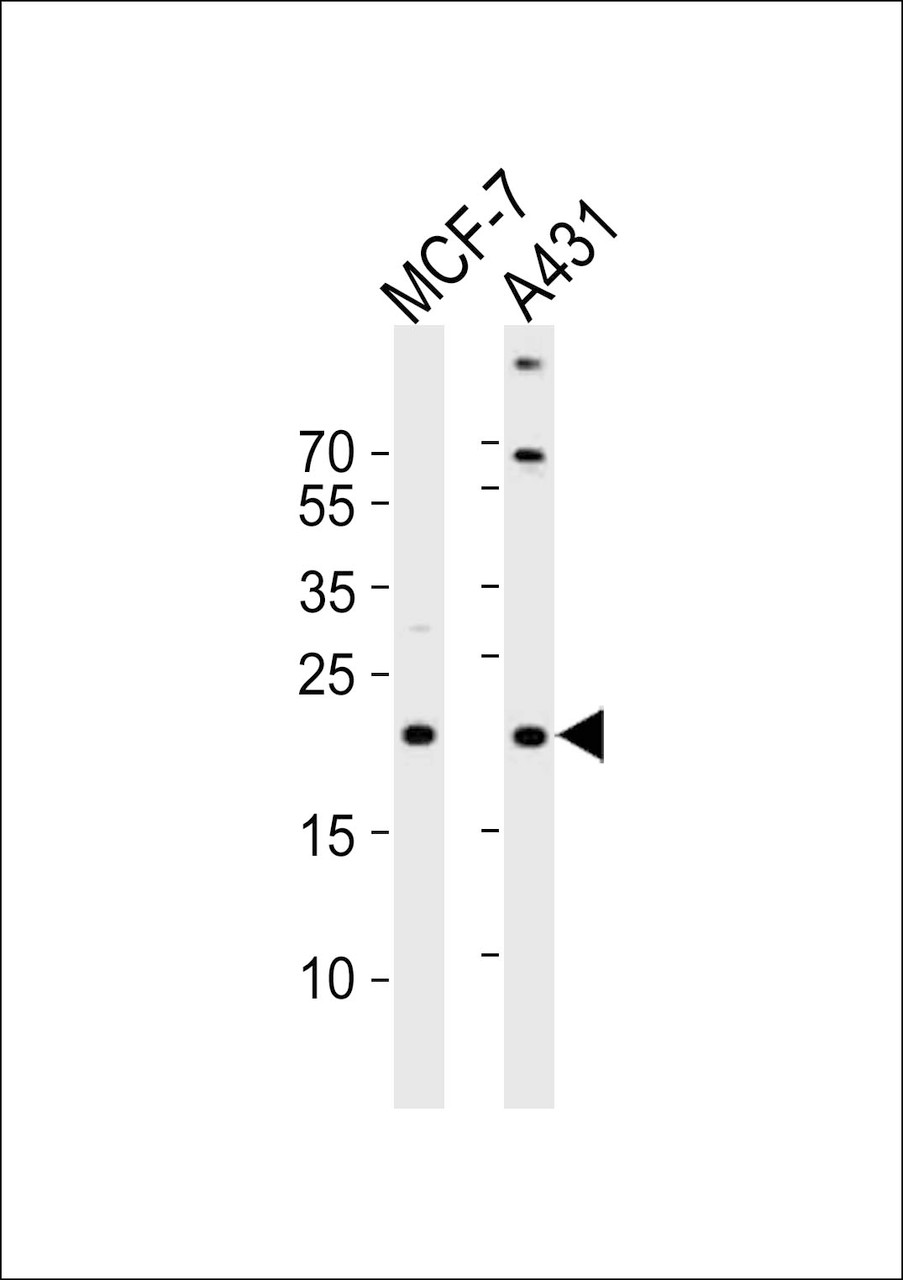 Western blot analysis of lysates from MCF-7, A431 cell line (from left to right) , using TIMM23 Antibody at 1:1000 at each lane.