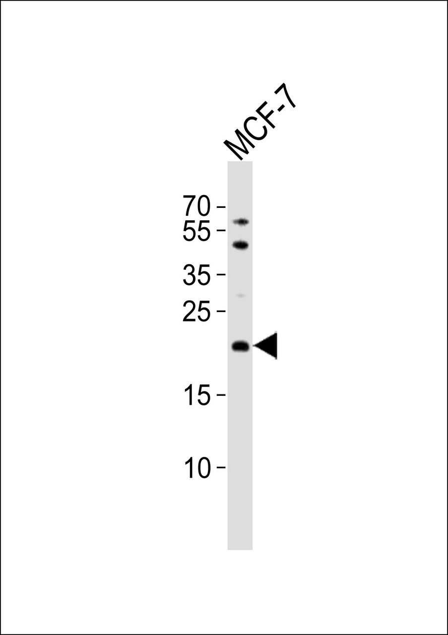 Western blot analysis of lysate from MCF-7 cell line, using TIMM23 Antibody at 1:1000.