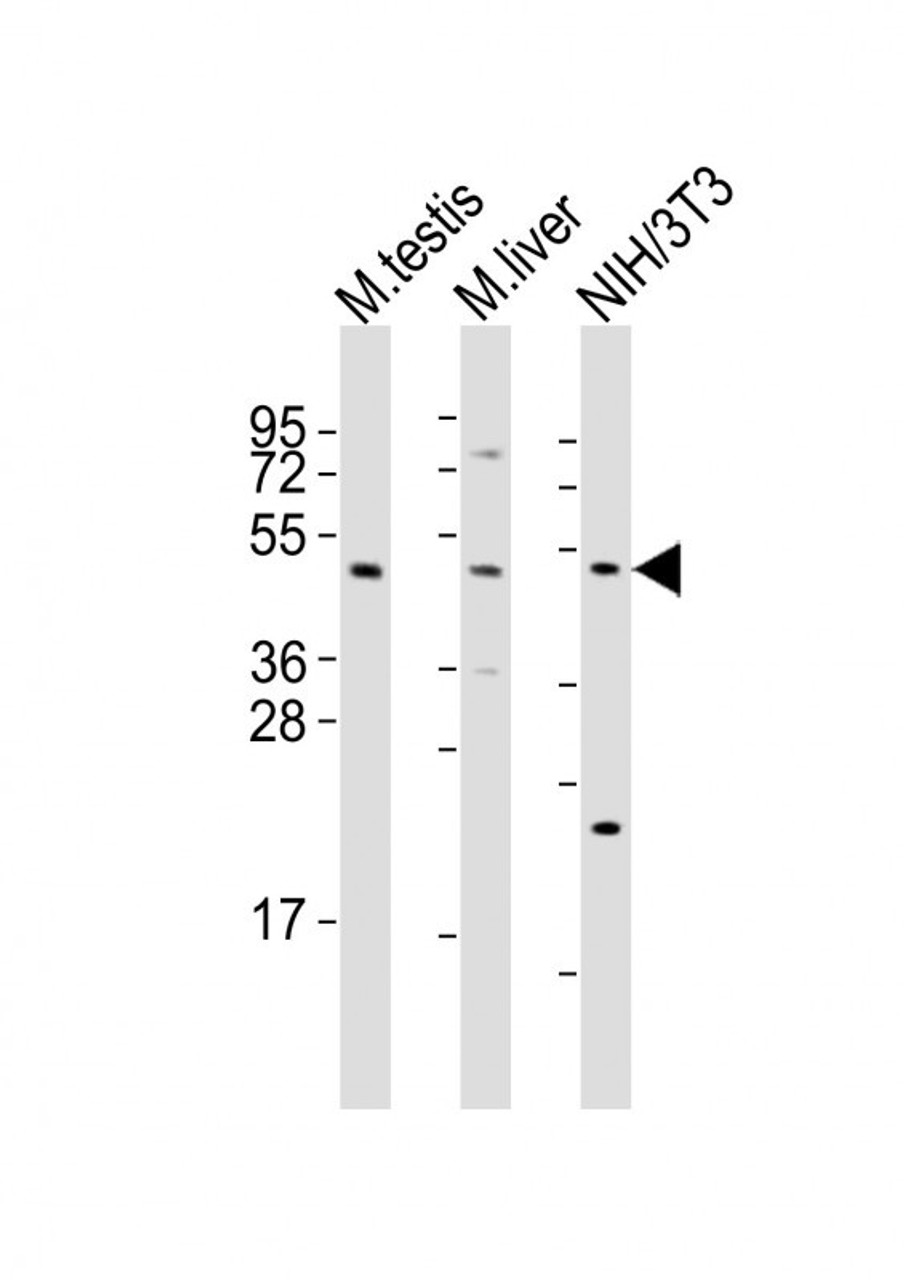 Western Blot at 1:2000 dilution Lane 1: mouse testis lysates Lane 2: mouse liver lysates Lane 3: NIH/3T3 whole cell lysates Lysates/proteins at 20 ug per lane.