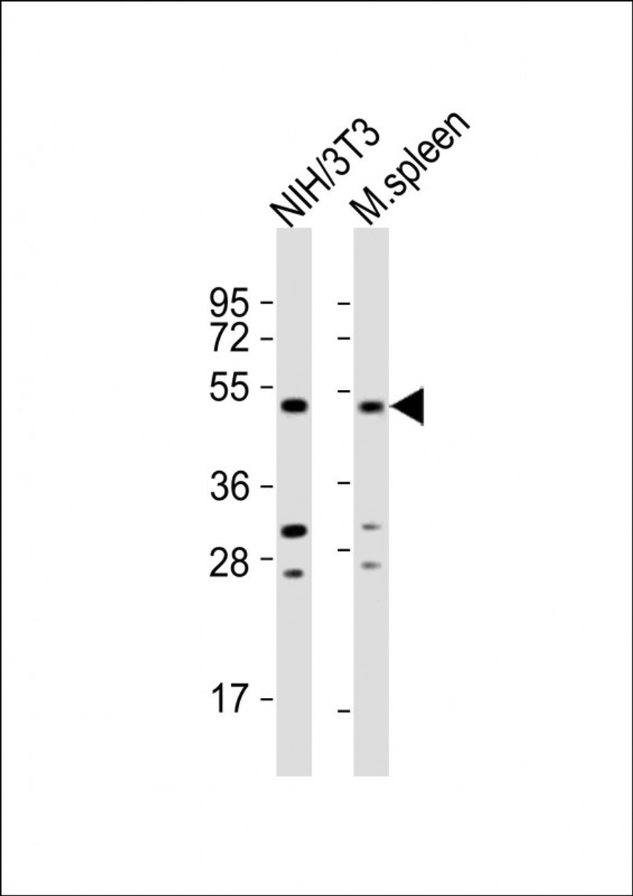 Western Blot at 1:2000 dilution Lane 1: NIH/3T3 whole cell lysates Lane 2: mouse spleen lysates Lysates/proteins at 20 ug per lane.