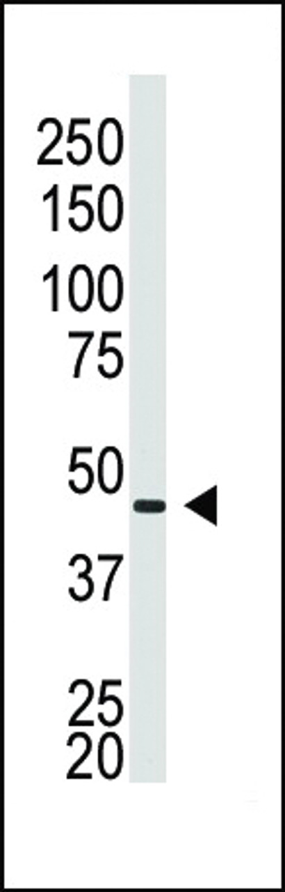 Western blot analysis of anti-GJA5 N-term Pab in Placenta lysate