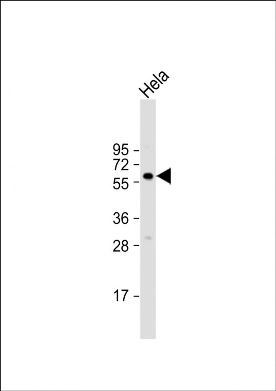 Western Blot at 1:2000 dilution + Hela whole cell lysate Lysates/proteins at 20 ug per lane.