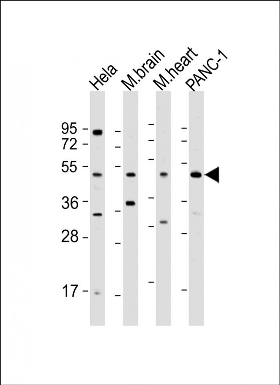Western Blot at 1:500 dilution Lane 1: Hela whole cell lysate Lane 2: mouse brain lysate Lane 3: mouse heart lysate Lane 4: PANC-1 whole cell lysate Lysates/proteins at 20 ug per lane.
