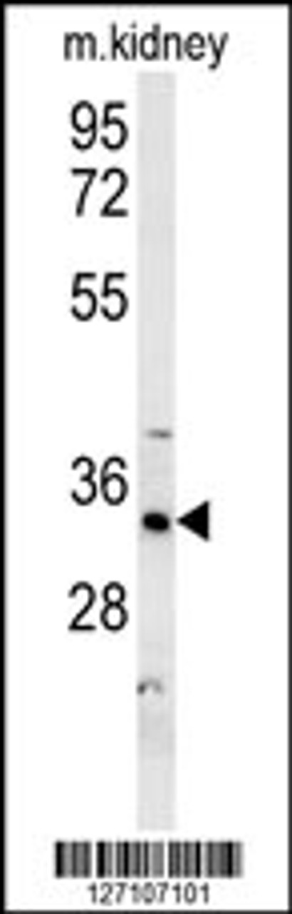 Western blot analysis in mouse kidney tissue lysates (15ug/lane) .This demonstrates the detected DHB13 protein (arrow) .