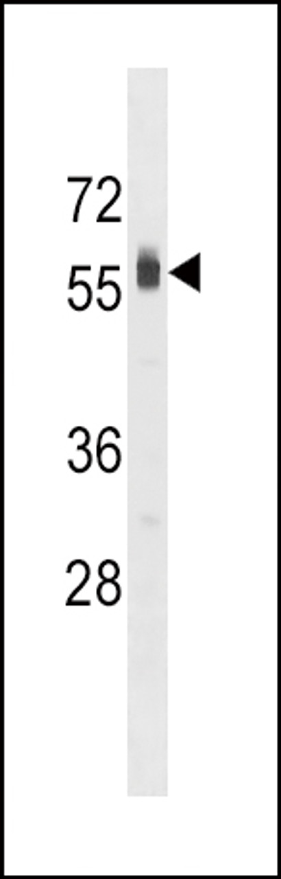 Western blot analysis in HepG2 cell line lysates (35ug/lane) .