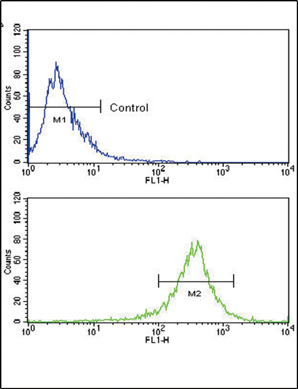 Flow cytometric analysis of WiDr cells using FGFR4 Antibody (bottom histogram) compared to a negative control (top histogram) . FITC-conjugated goat-anti-rabbit secondary antibodies were used for the analysis.