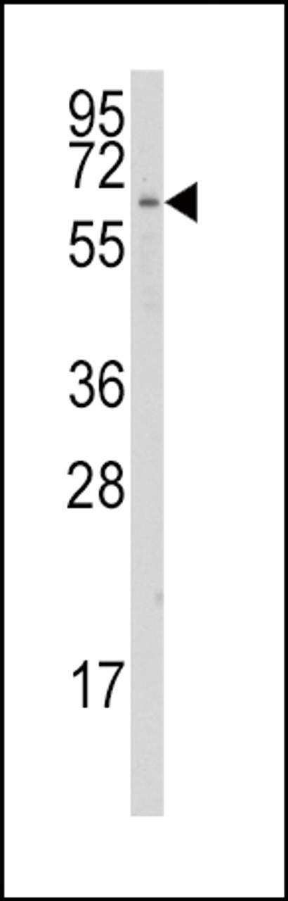 Western blot analysis of anti-CYP1A1 Antibody in K562 cell line lysates (35ug/lane) .