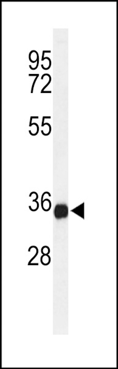 Western blot analysis of lysate from U-937 cell line, using TMEM173 Antibody (C-term) . Antibody was diluted at 1:1000 at each lane. A goat anti-rabbit IgG H&L (HRP) at 1:5000 dilution was used as the secondary antibody. Lysate at 35ug per lane.
