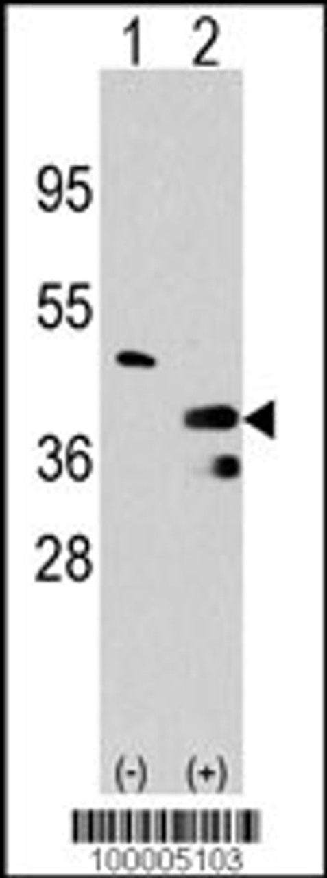 Western blot analysis of PRMT1 using rabbit polyclonal PRMT1 Antibody using 293 cell lysates (2 ug/lane) either nontransfected (Lane 1) or transiently transfected with the PRMT1 gene (Lane 2) .