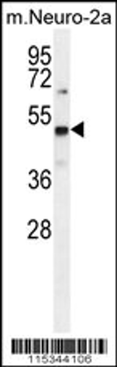 Western blot analysis in mouse Neuro-2a cell line lysates (35ug/lane) .This demonstrates the PRMT1 antibody detected the PRMT1 protein (arrow) .