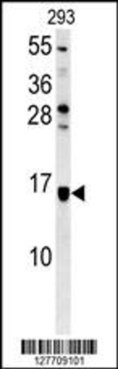 Western blot analysis in 293 cell line lysates (35ug/lane) .