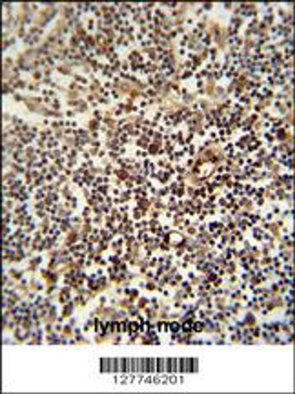 LAPTM5 antibody immunohistochemistry analysis in formalin fixed and paraffin embedded human lymph node followed by peroxidase conjugation of the secondary antibody and DAB staining.