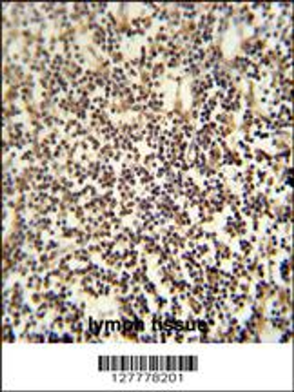 C12orf48 antibody immunohistochemistry analysis in formalin fixed and paraffin embedded human lymph tissue followed by peroxidase conjugation of the secondary antibody and DAB staining.