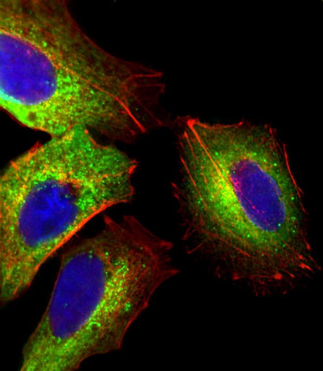 Immunofluorescent analysis of 4% paraformaldehyde-fixed, 0. 1% Triton X-100 permeabilized HepG2 (human liver hepatocellular carcinoma cell line) cells labeling Pdx1 with antibody at 1/25 dilution, followed by Dylight 488-conjugated goat anti-rabbit IgG (NK179883) secondary antibody at 1/200 dilution (green) . Immunofluorescence image showing cytoplasm staining on HepG2 cell line. Cytoplasmic actin is detected with Dylight 554 Phalloidin (PD18466410) at 1/100 dilution (red) . The nuclear counter stain is DAPI (blue) .