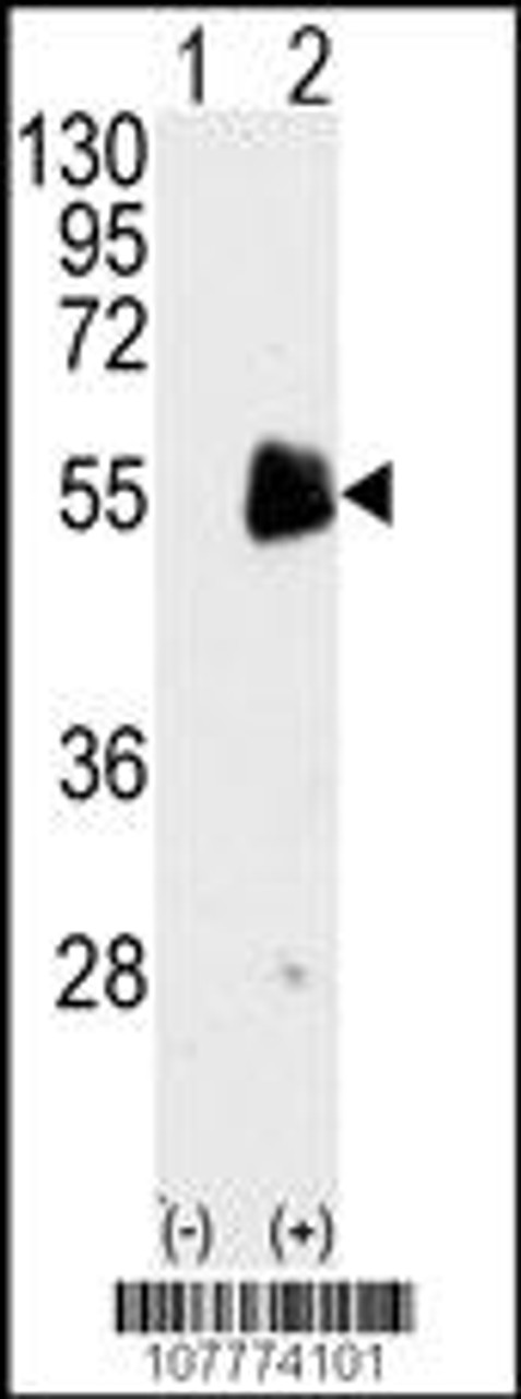 Western blot analysis of PRMT7 using rabbit polyclonal PRMT7 Antibody using 293 cell lysates (2 ug/lane) either nontransfected (Lane 1) or transiently transfected with the PRMT7 gene (Lane 2) .