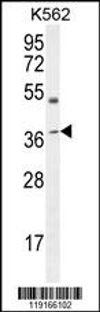 Western blot analysis in K562 cell line lysates (35ug/lane) .