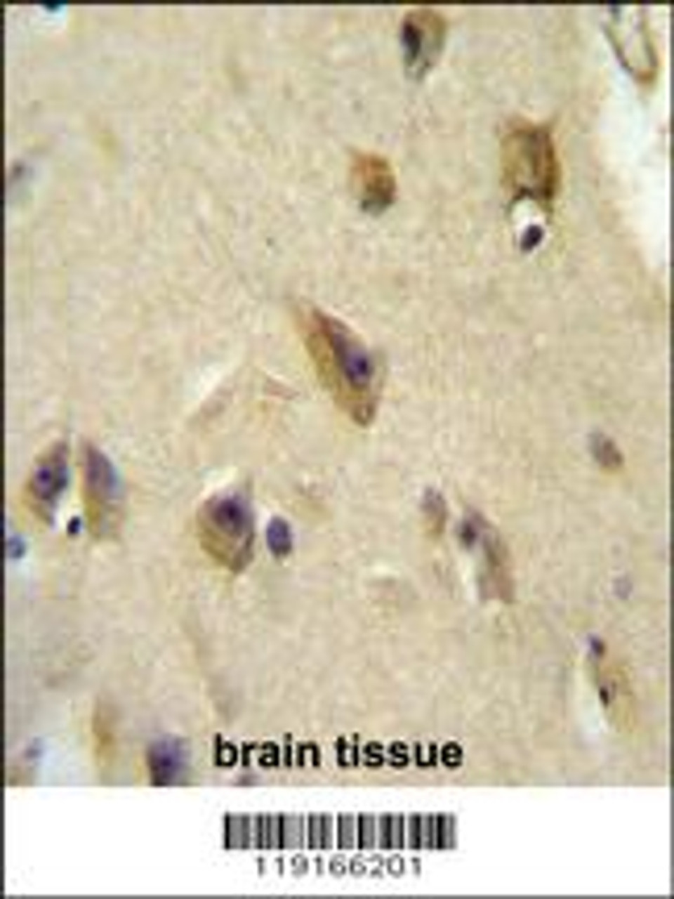 APOL6 Antibody immunohistochemistry analysis in formalin fixed and paraffin embedded human brain tissue followed by peroxidase conjugation of the secondary antibody and DAB staining.