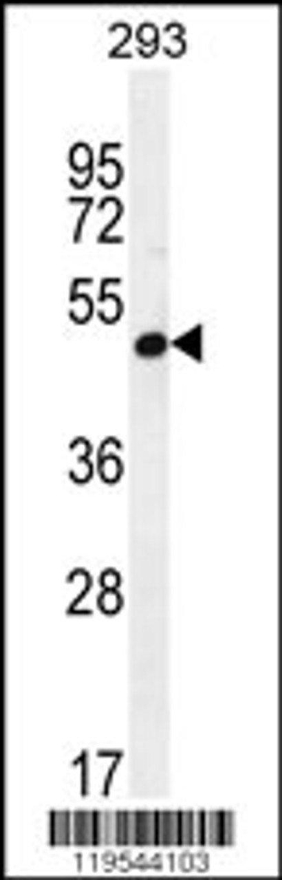 Western blot analysis in 293 cell line lysates (35ug/lane) .