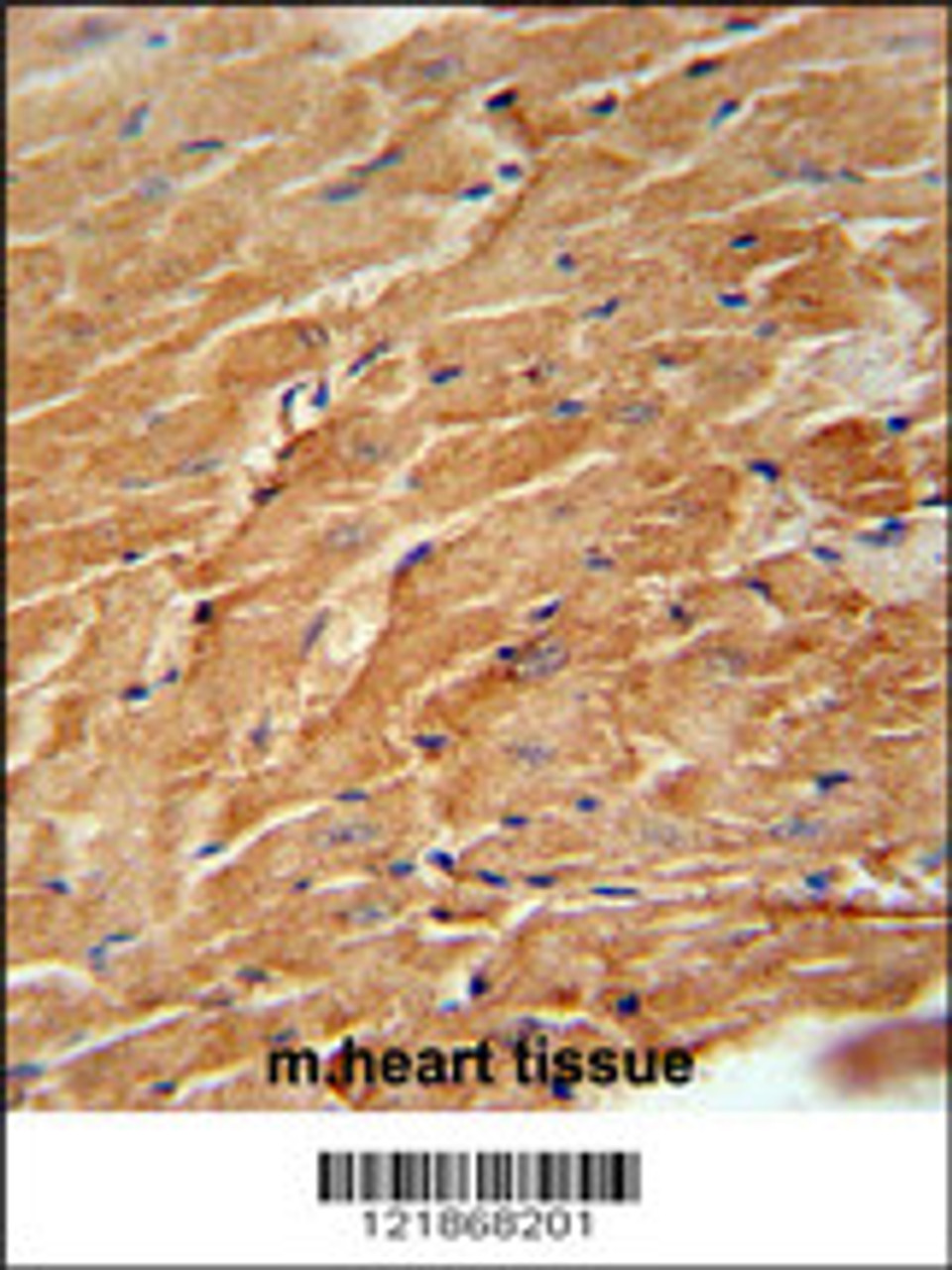 CCL21 Antibody immunohistochemistry analysis in formalin fixed and paraffin embedded mouse heart tissue followed by peroxidase conjugation of the secondary antibody and DAB staining.