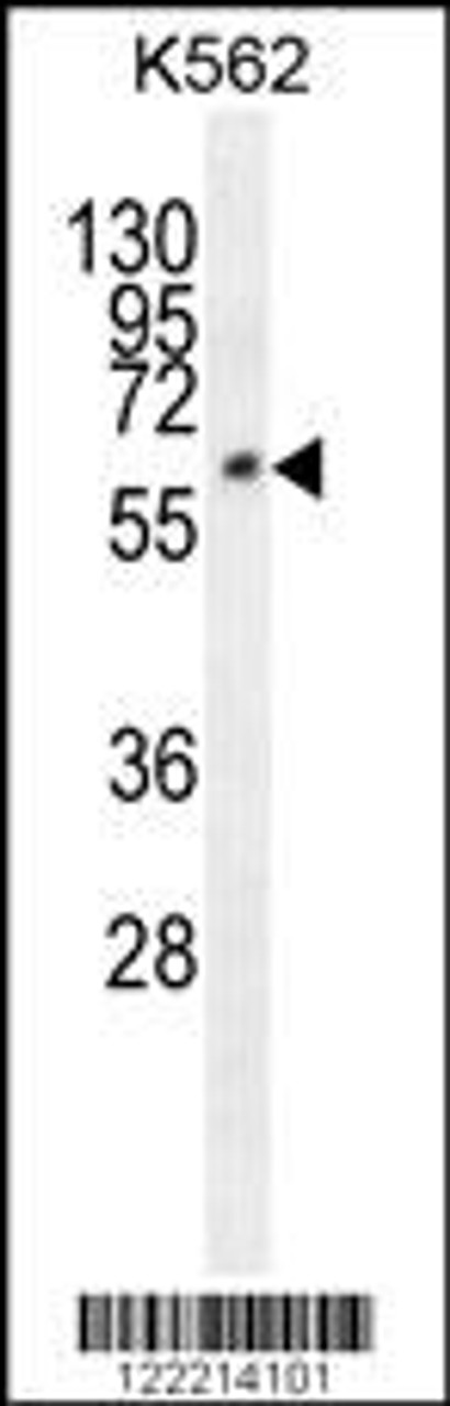 Western blot analysis in K562 cell line lysates (35ug/lane) .