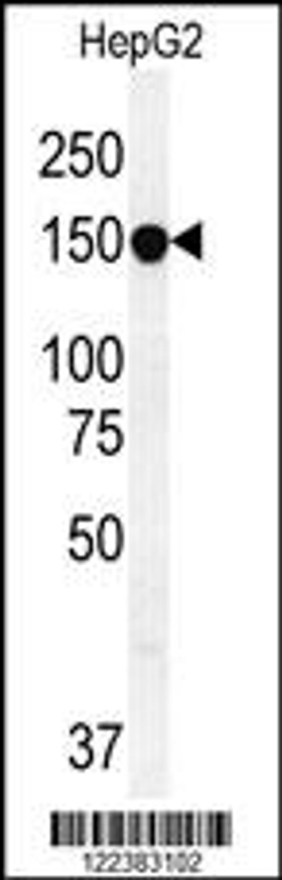 Western blot analysis in HepG2 cell line lysates (35ug/lane) .