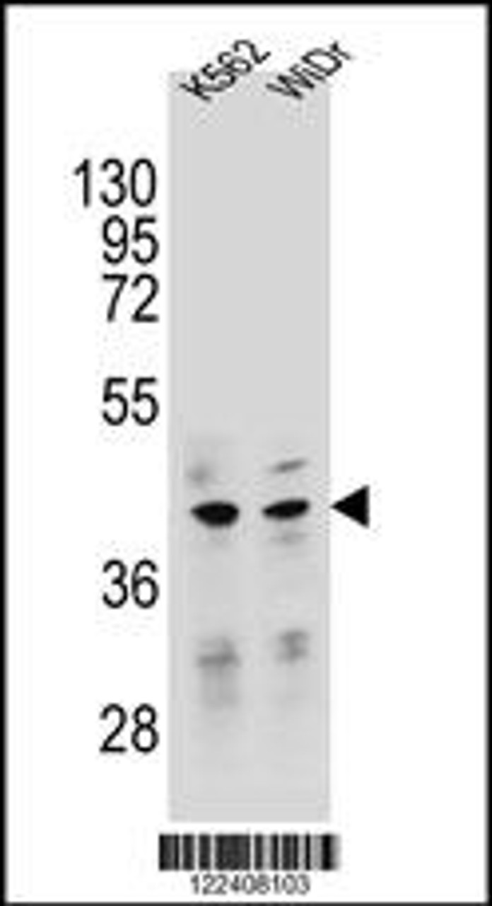 Western blot analysis in K562, WiDr cell line lysates (35ug/lane) .
