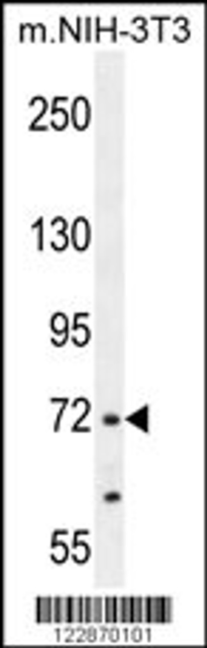 Western blot analysis in mouse NIH-3T3 cell line lysates (35ug/lane) .