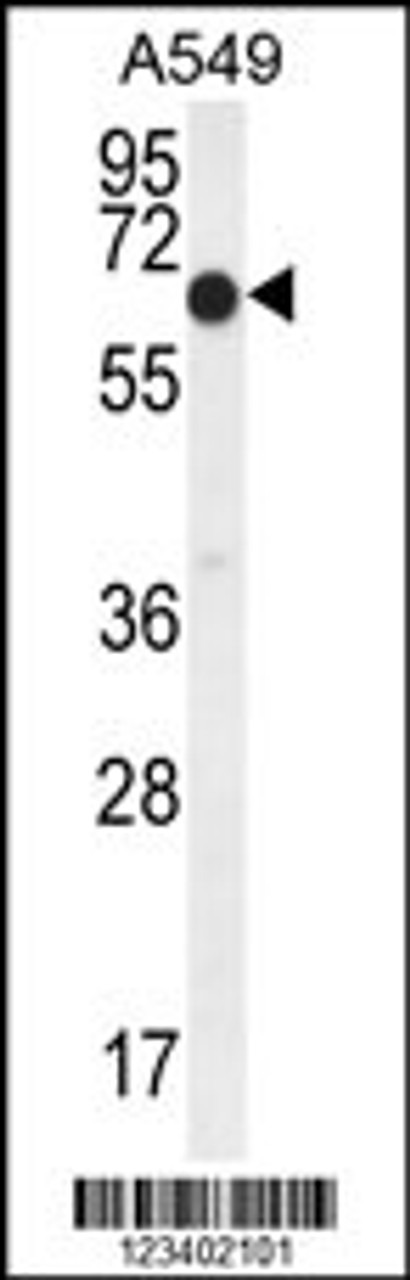 Western blot analysis in A549 cell line lysates (35ug/lane) .This demonstrates the Edetected the EKI2 protein (arrow) .