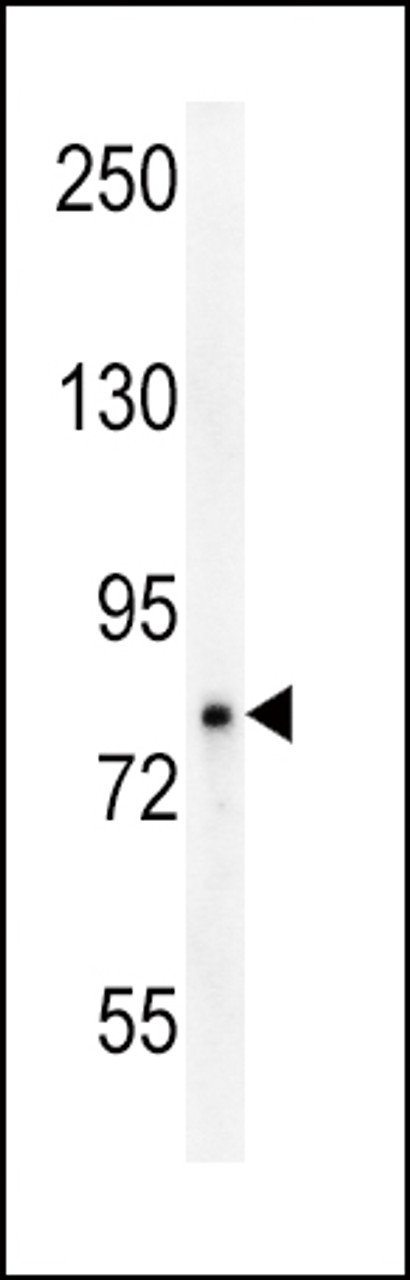 Western blot analysis in 293 cell line lysates (35ug/lane) .