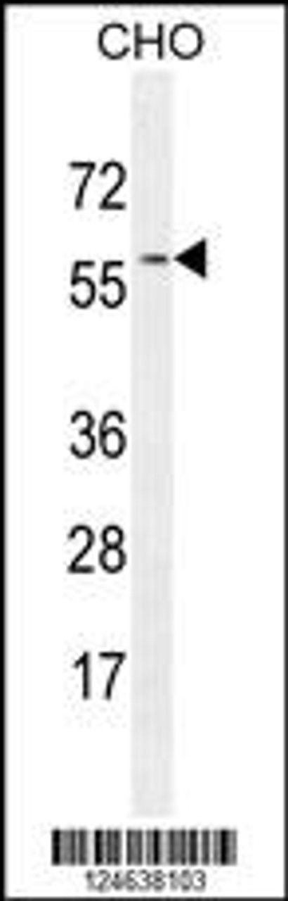 Western blot analysis in CHO cell line lysates (35ug/lane) .