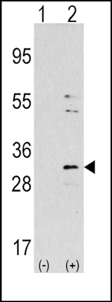 Western blot analysis of NNMT using rabbit polyclonal NNMT Antibody using 293 cell lysates (2 ug/lane) either nontransfected (Lane 1) or transiently transfected with the NNMT gene (Lane 2) .