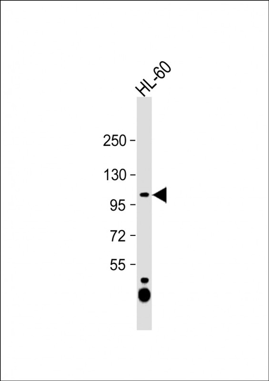 Western Blot at 1:1000 dilution + HL-60 whole cell lysate Lysates/proteins at 20 ug per lane.