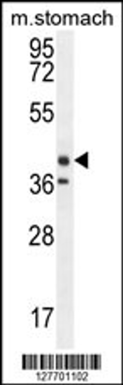 Western blot analysis in mouse stomach tissue lysates (35ug/lane) .This demonstrates thedetected the EKI2 protein (arrow) .